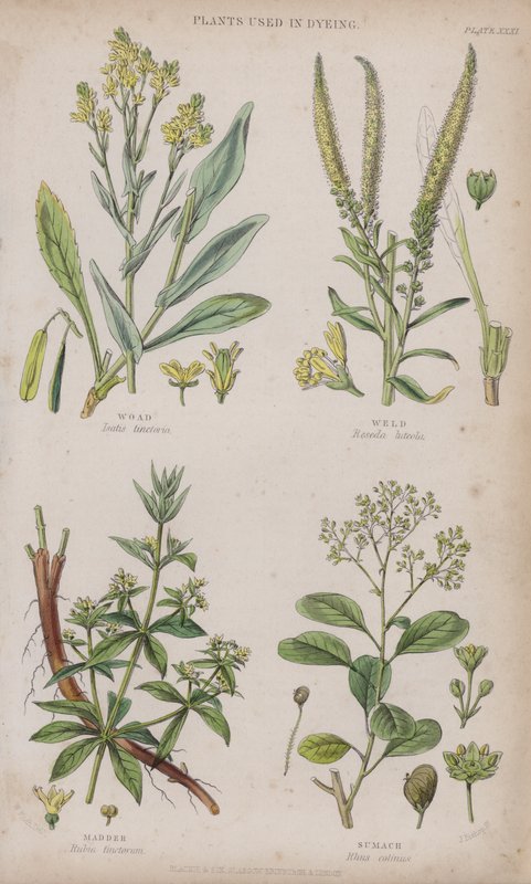Pastel de Tintura; Reseda; Rubia; Zumaque de W. Fitch