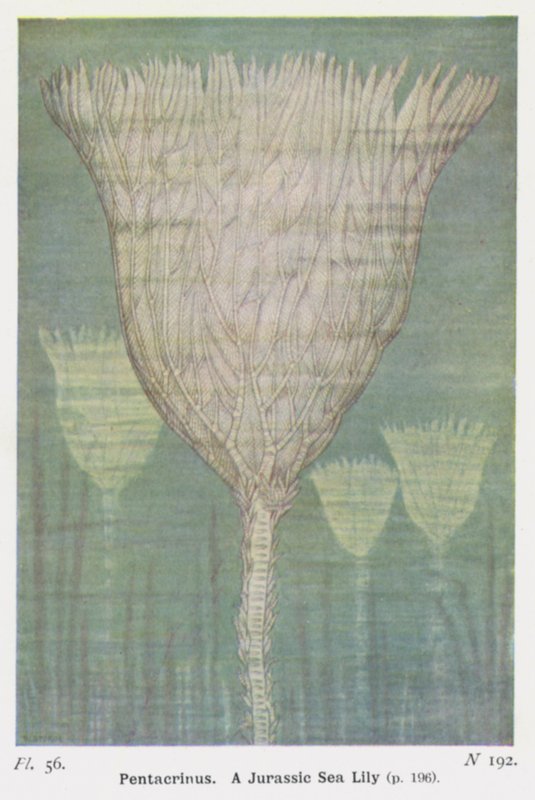 Pentacrinus, un lirio de mar del Jurásico (litografía en color) de W. J. Stokoe