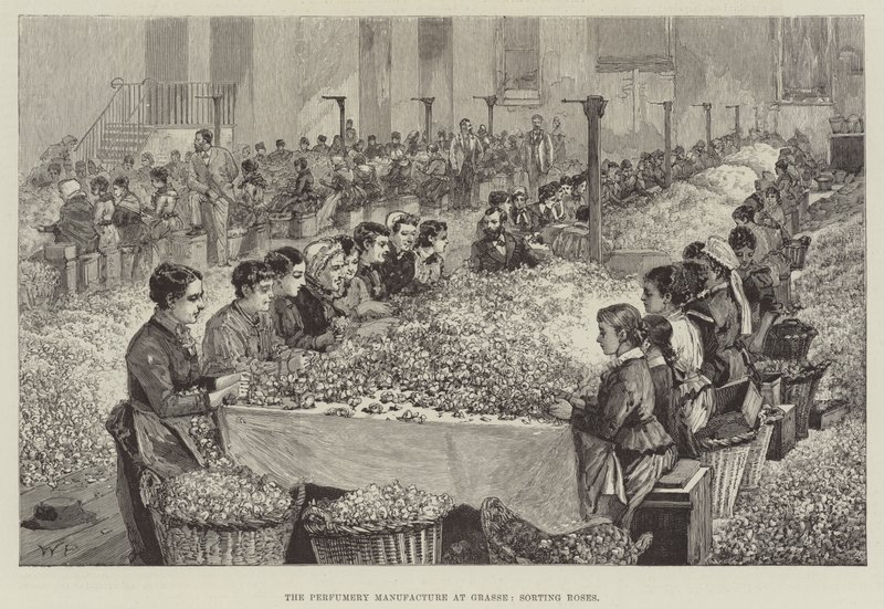 La fabricación de perfumes en Grasse, clasificando rosas de Walter Paget