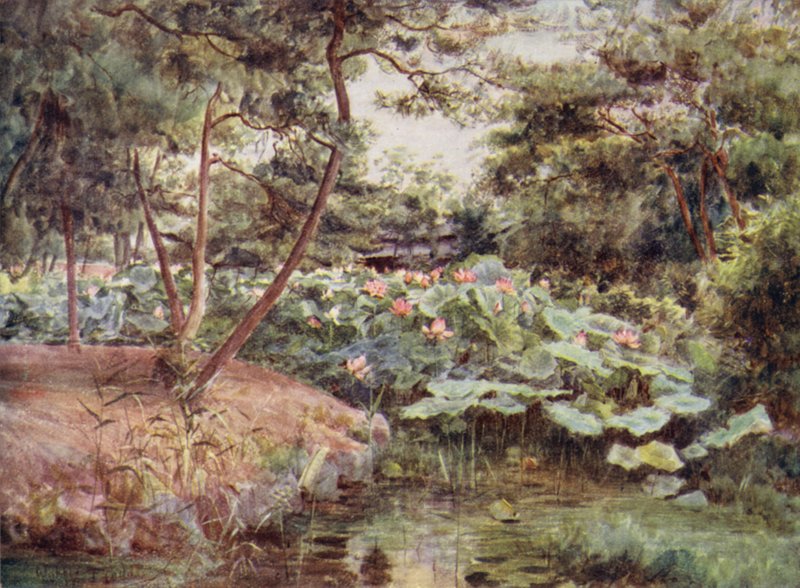Pino y lotos rosados en Kofu de Walter Frederick Roofe Tyndale
