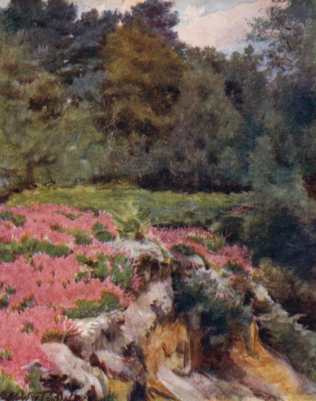 El Nuevo Bosque: Cabeza de pozo de grava en Royden (litografía a color) de Walter Frederick Roofe Tyndale