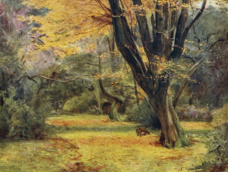 El Nuevo Bosque: Arces, cerca de Queen