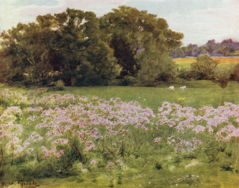 El Nuevo Bosque: Riversdale, Boldre de Walter Frederick Roofe Tyndale