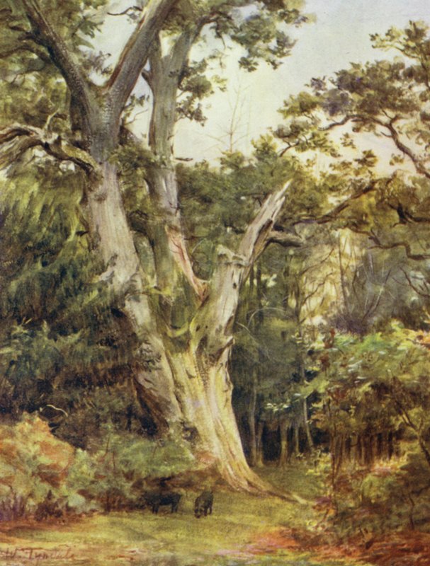 El Nuevo Bosque: El Rey en Boldrewood de Walter Frederick Roofe Tyndale