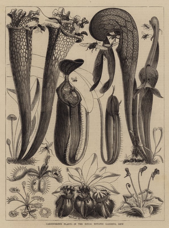 Plantas Carnívoras en los Jardines Botánicos Reales, Kew de Walter Granville Smith