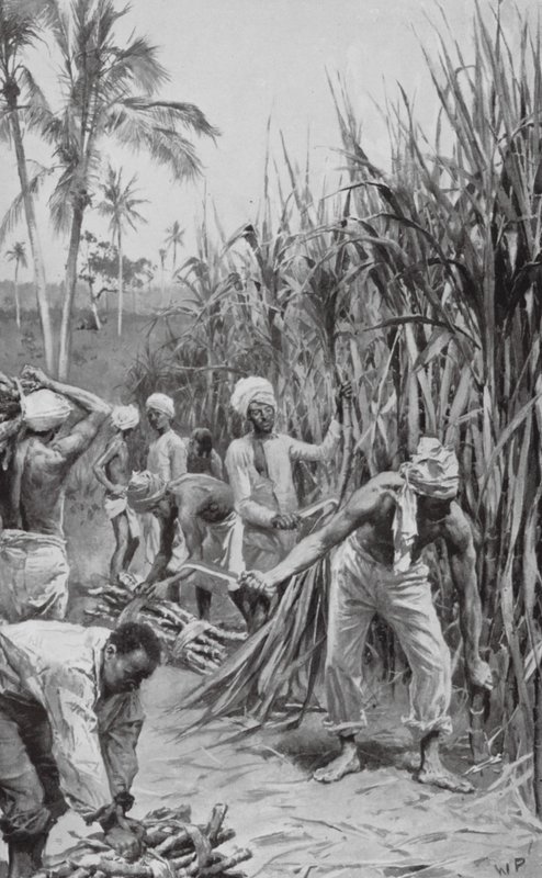 Coolies de Trinidad trabajando en un cañaveral (litografía) de Walter Paget