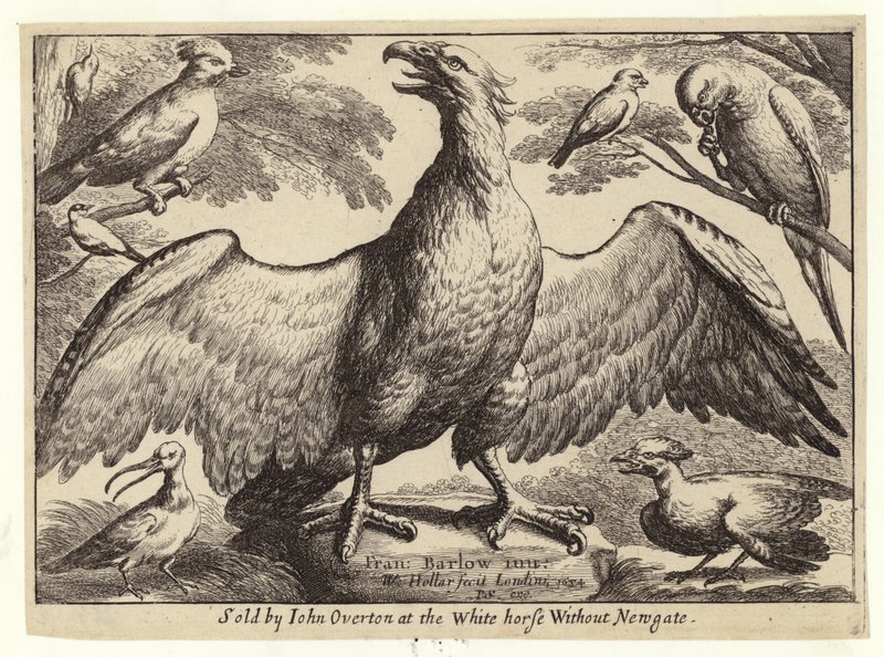 Águila y otros pájaros de Wenceslaus Hollar