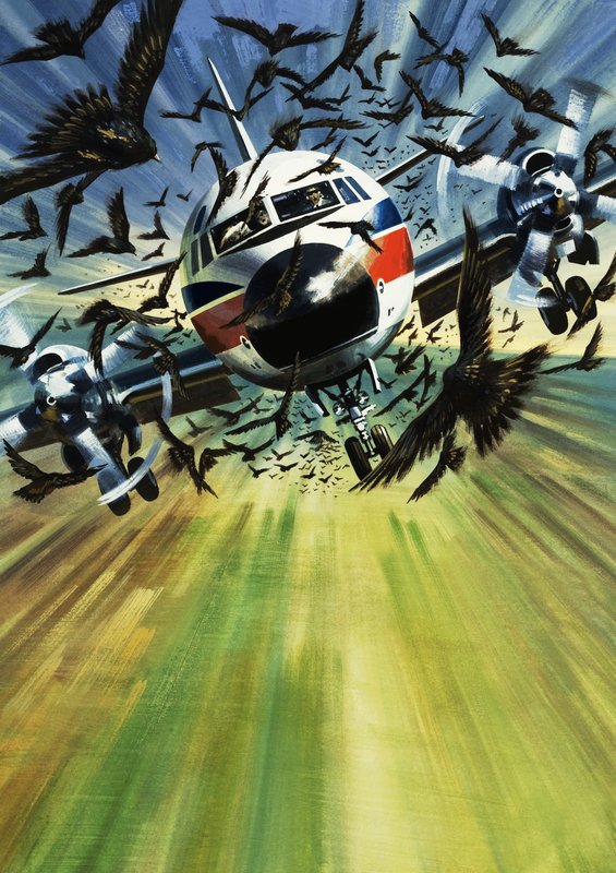 Un avión de pasajeros amenazado por una bandada de pájaros de Wilf (20th century) Hardy