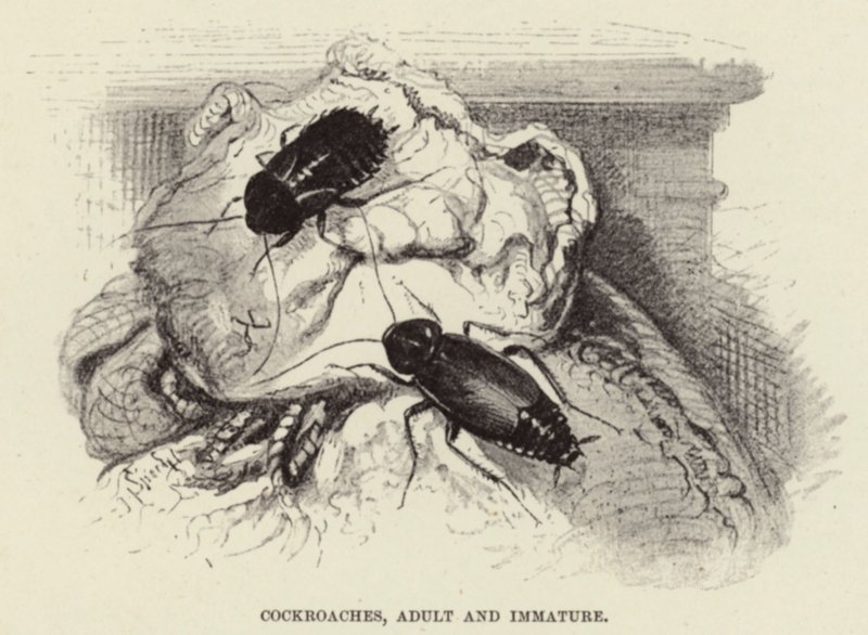Cucarachas, adultas e inmaduras de Wilhelm Kuhnert