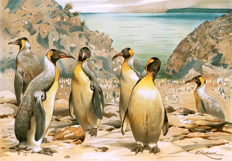 Pingüinos gigantes de Wilhelm Kuhnert