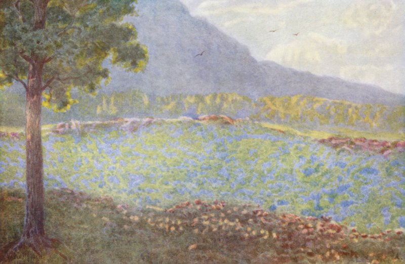 Hortensias azules en Groote Schuur (litografía en color) de Wilhelm Westhofen
