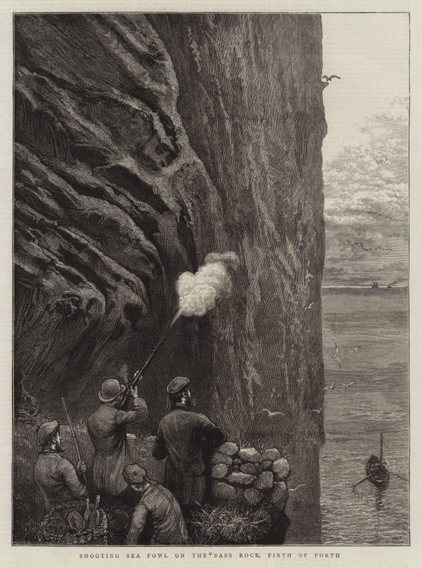 Caza de aves marinas en Bass Rock, Firth of Forth de William Bazett Murray