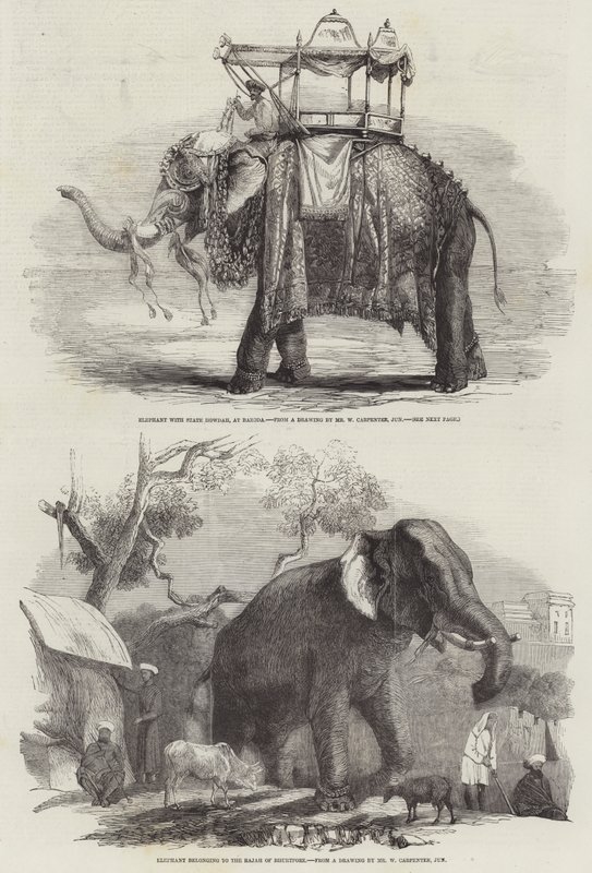 Elefantes Indios de William Carpenter
