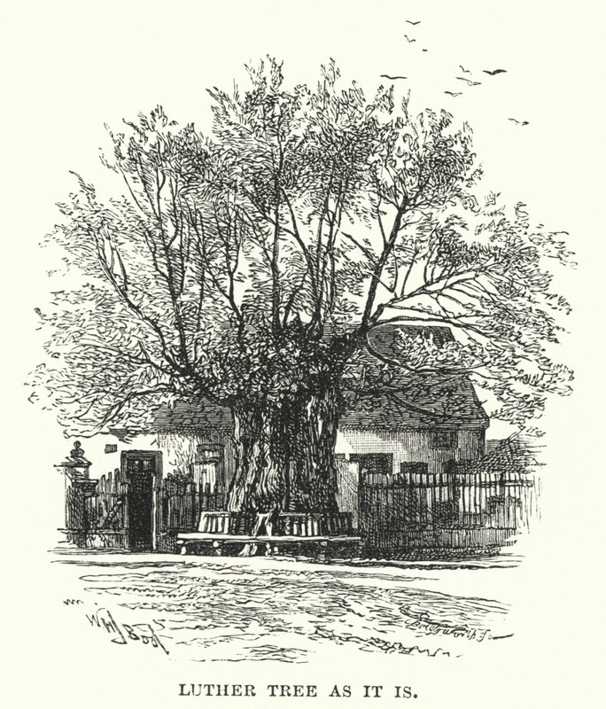 Árbol de Lutero como es de William Henry James after Boot