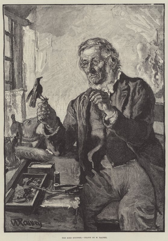 El Rellenador de Pájaros de William Rainey
