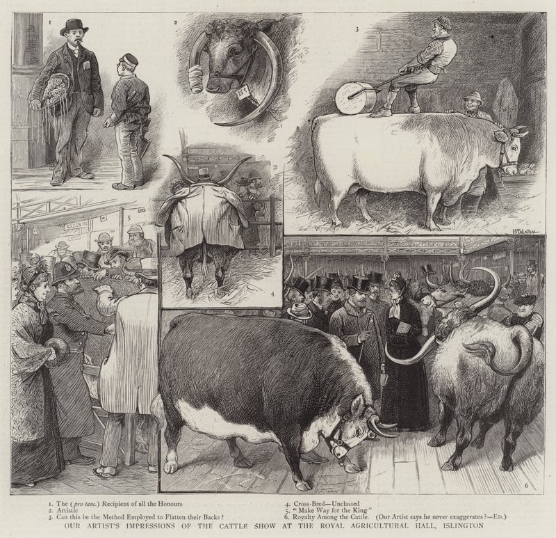 Impresiones de nuestro artista del Show de Ganado en el Royal Agricultural Hall, Islington de William Ralston