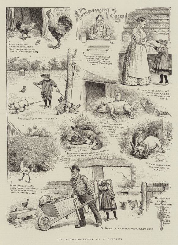 La Autobiografía de un Pollo de William Ralston