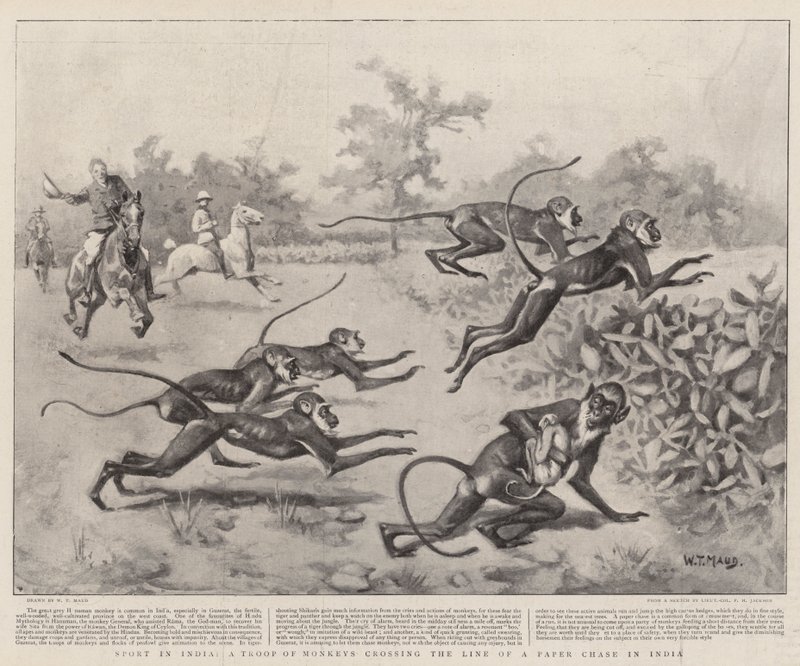 Deporte en India, una tropa de monos cruzando la línea de una carrera de papel en India de William T. Maud