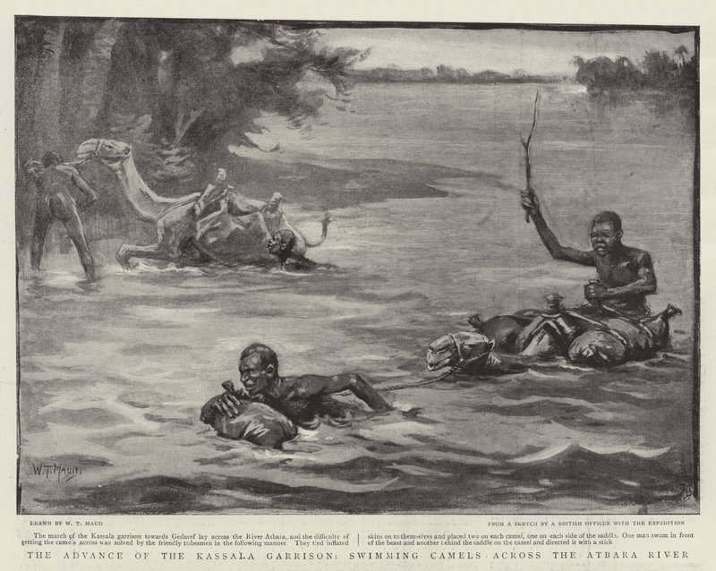 El avance de la guarnición de Kassala, camellos nadando a través del río Atbara de William T. Maud