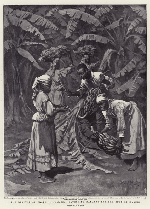 El renacimiento del comercio en Jamaica, recogiendo plátanos para el mercado inglés de William T. Maud