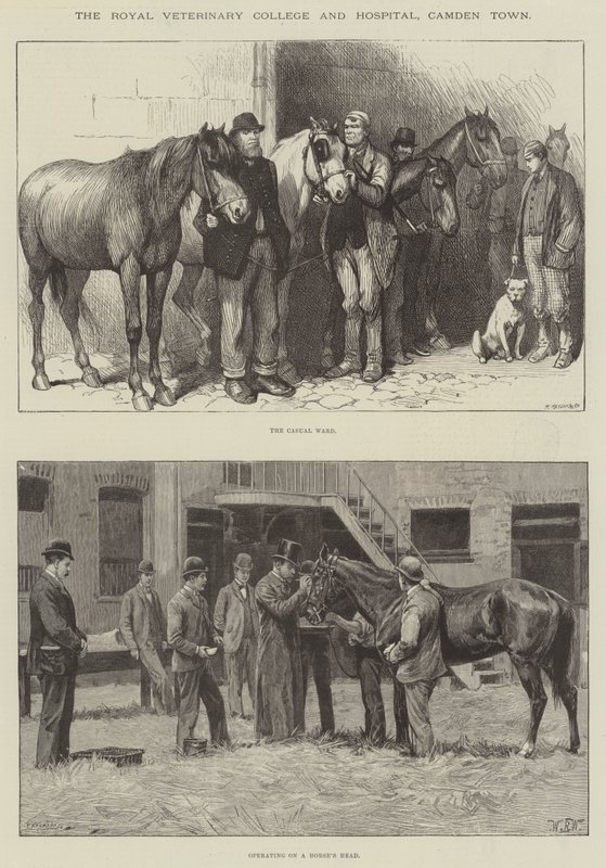 El Royal Veterinary College and Hospital, Camden Town de William Barnes Wollen