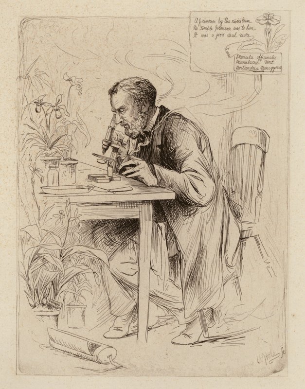 Alexander Dickson, Profesor de Botánica (grabado) de William Brassey (after) Hole