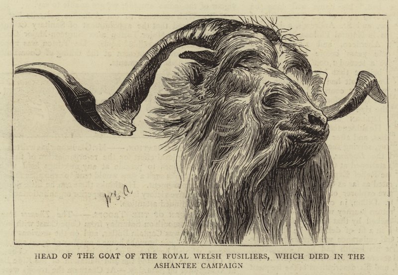 Cabeza de la cabra de los Fusileros Reales de Gales, que murió en la campaña de Ashantee de William Edward Atkins