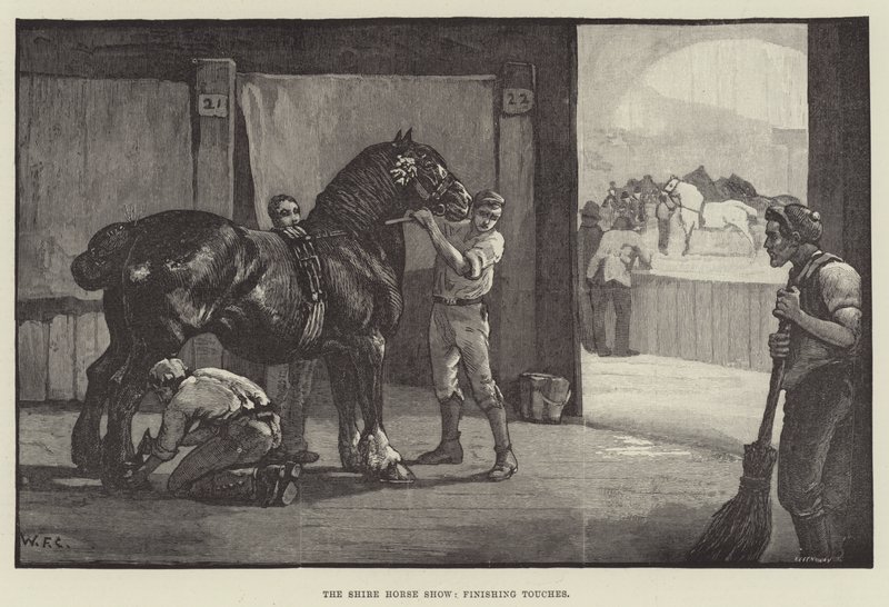 El espectáculo del caballo Shire, toques finales de William Frank Calderon