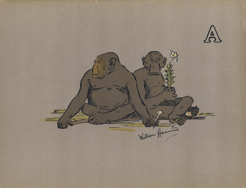 Letra A, Monos antropoides estéticos que adoptan actitudes anormalmente apáticas (litografía en color) de William Hammond