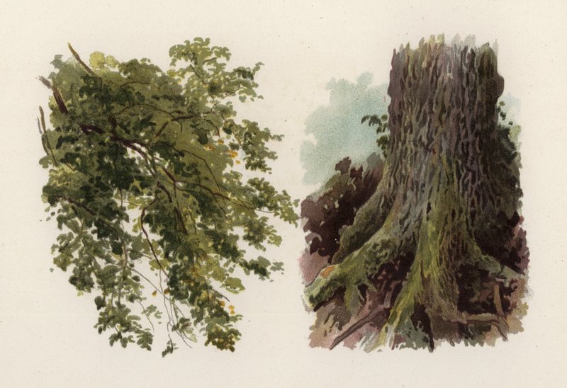 Árboles: El olmo de William Henry James (after) Boot