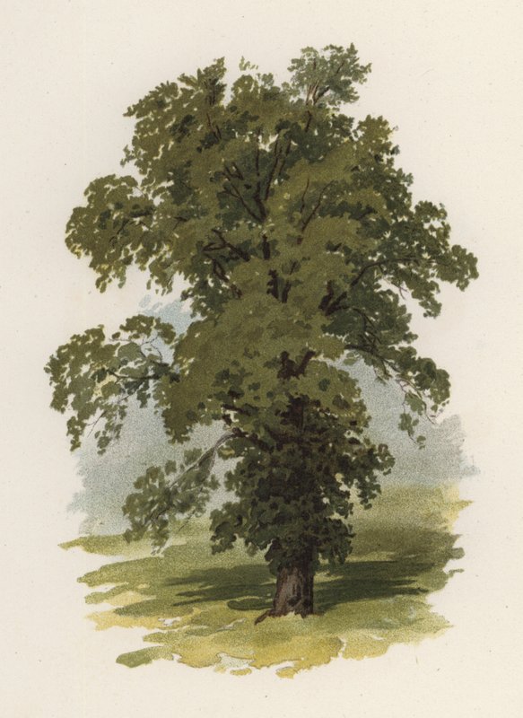 Árboles: El Olmo de William Henry James (after) Boot
