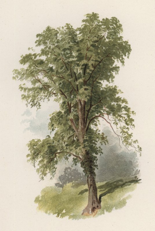 Árboles: El Olmo de William Henry James (after) Boot