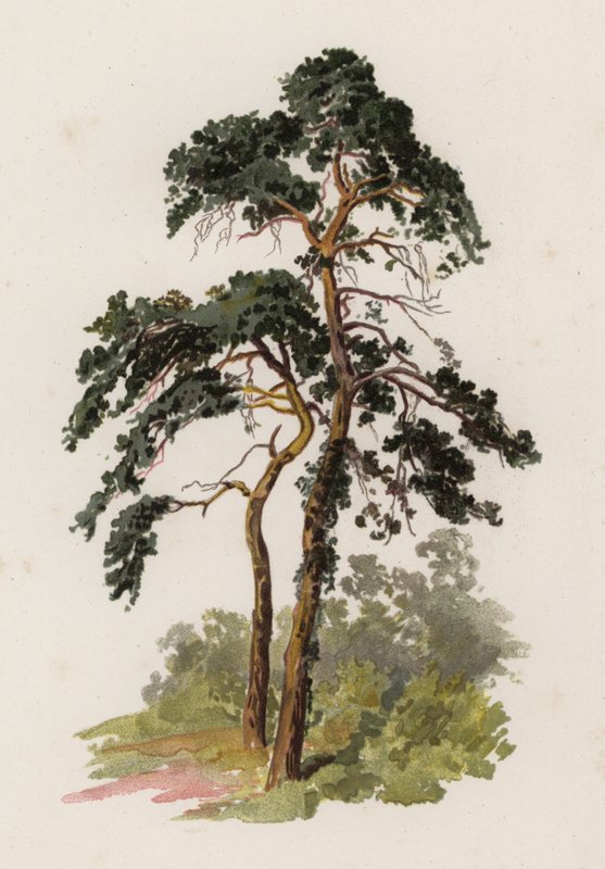 Árboles: El Pino Escocés de William Henry James (after) Boot