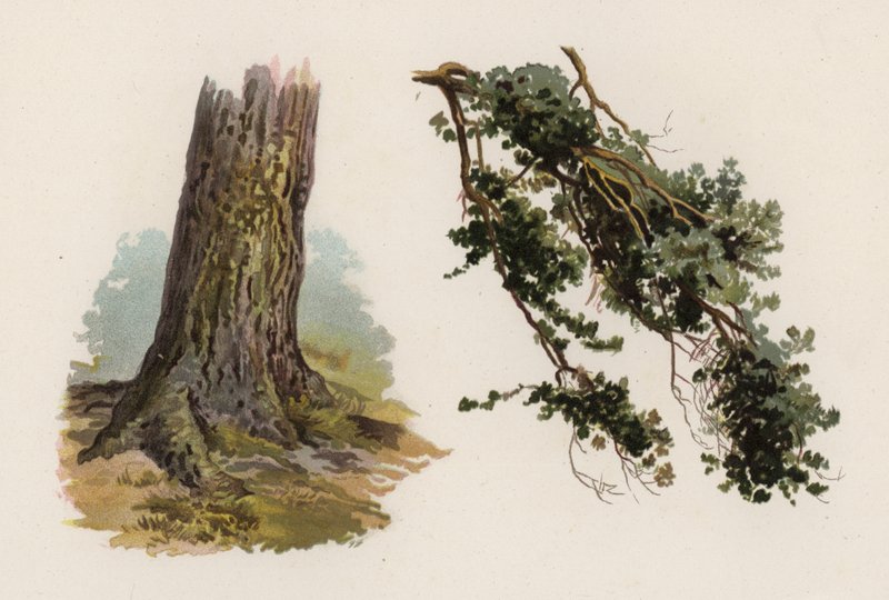 Árboles: El Pino Escocés de William Henry James (after) Boot