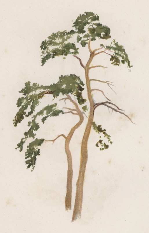 Árboles: El Pino Escocés de William Henry James (after) Boot