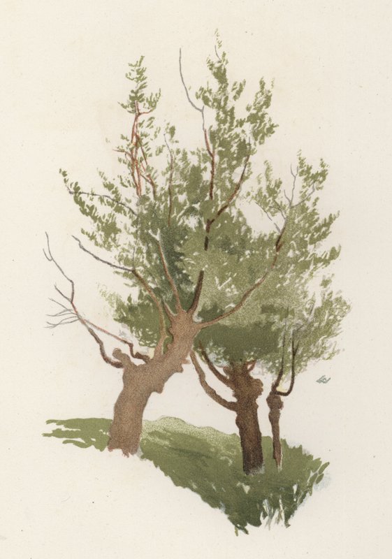 Árboles: El Sauce de William Henry James (after) Boot