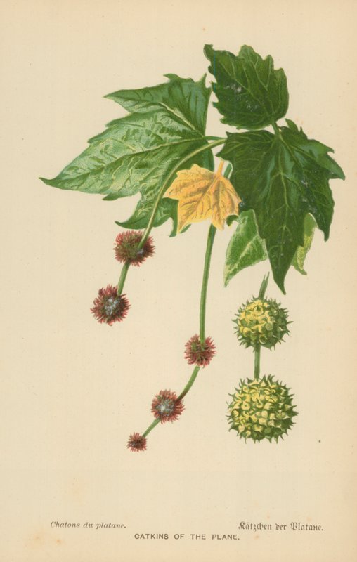 Amentos del plátano de William Henry James Boot