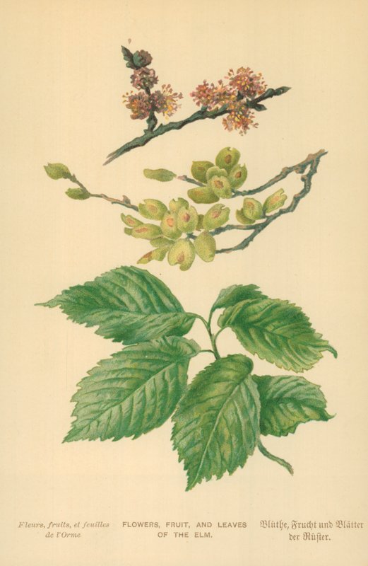 Flores, frutas y hojas del olmo de William Henry James Boot