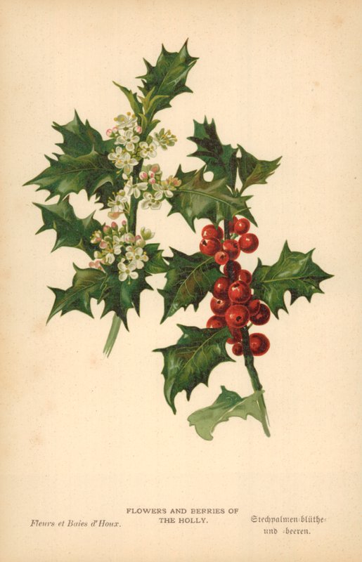 Flores y bayas del acebo de William Henry James Boot