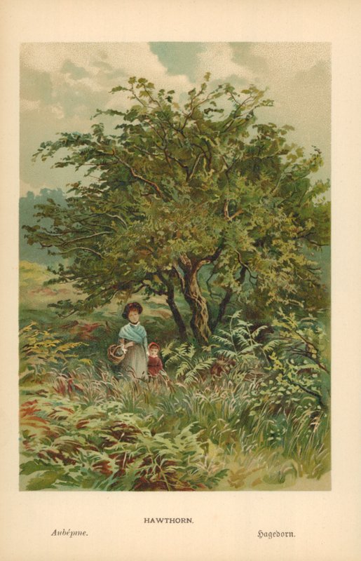 Espino de William Henry James Boot
