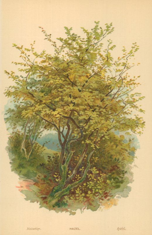 Avellana de William Henry James Boot