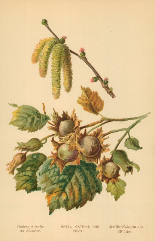 Avellano, amentos y frutos de William Henry James Boot