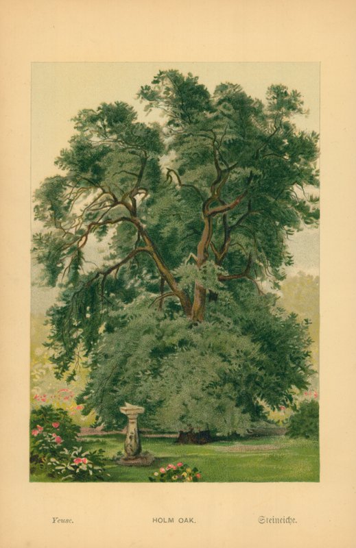 Encina de William Henry James Boot