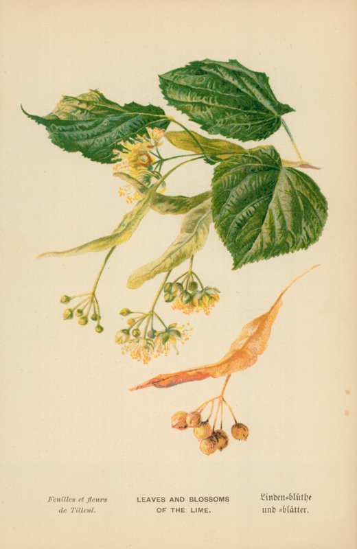 Hojas y flores del tilo de William Henry James Boot