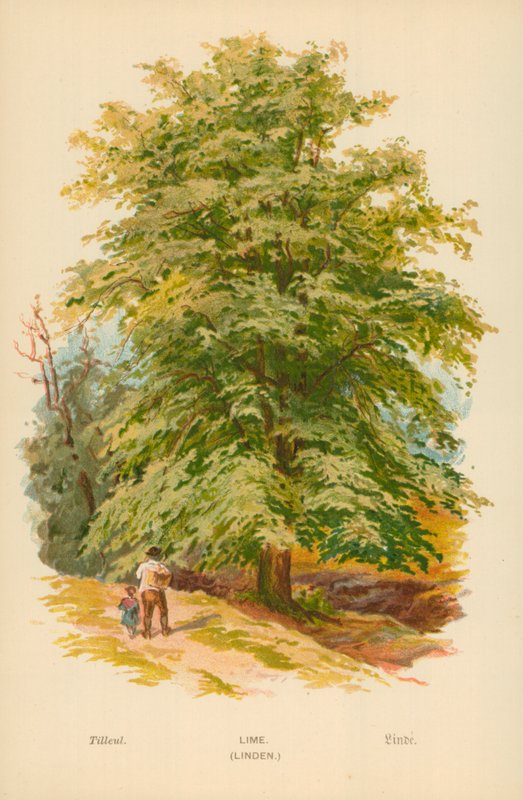 Tilo de William Henry James Boot
