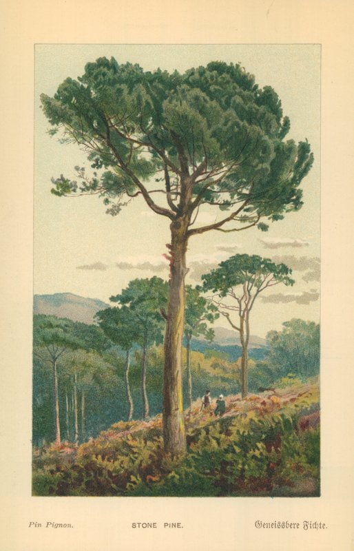 Pino piñonero de William Henry James Boot