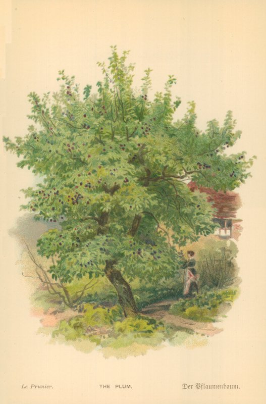 La Ciruela de William Henry James Boot