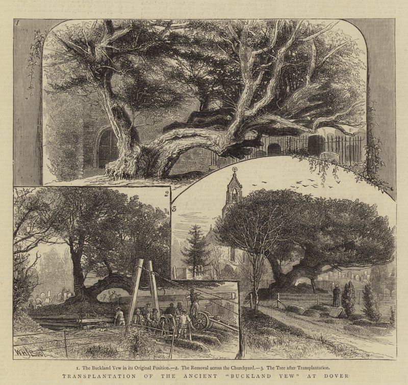 Transplante del antiguo tejo de Buckland en Dover de William Henry James Boot