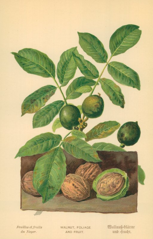 Nuez, follaje y fruto de William Henry James Boot