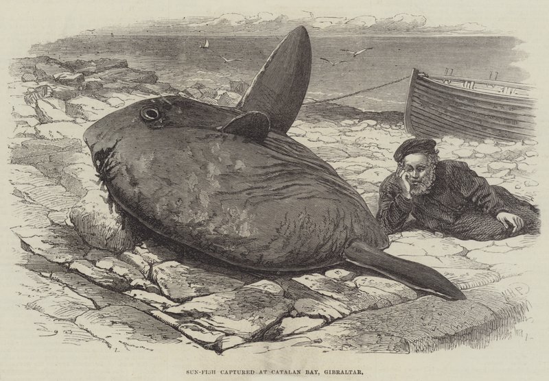 Pez luna capturado en la Bahía Catalana, Gibraltar de William Henry Pike